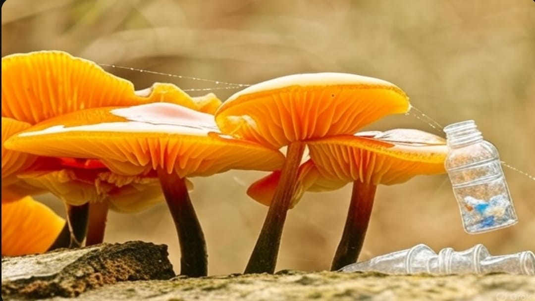 Mushrooms eating plastics 